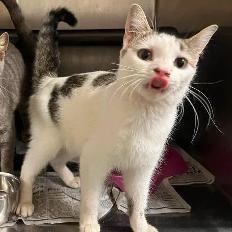 A young medium-sized female White Domestic Short Hair cat named Picnic Salad for adoption in Rocky Mount, VA