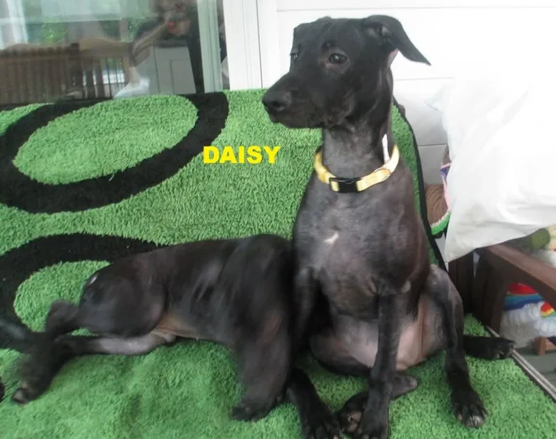 A baby small-sized female Pit Bull Terrier dog named Daisy for adoption in Rochester, NY