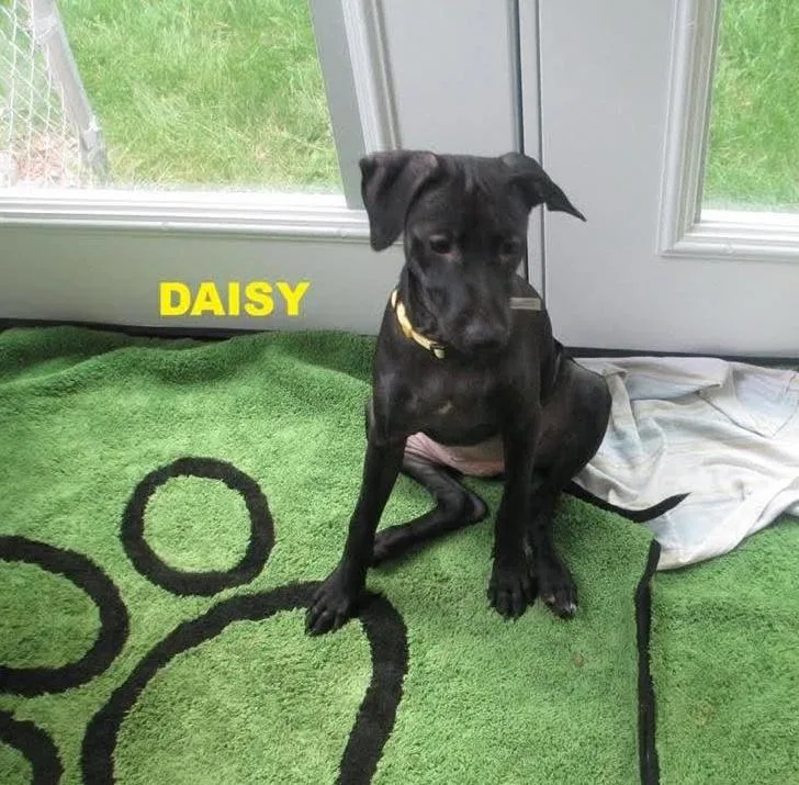 Daisy thumbnail 3