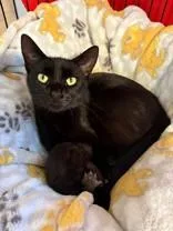 An adult medium-sized female Black Domestic Short Hair cat named Jenever for adoption in Manitowoc, WI