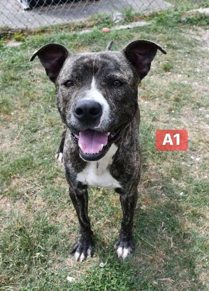 An adult large-sized male Pit Bull Terrier dog named A A 🤍💜 for adoption in Silsbee, TX