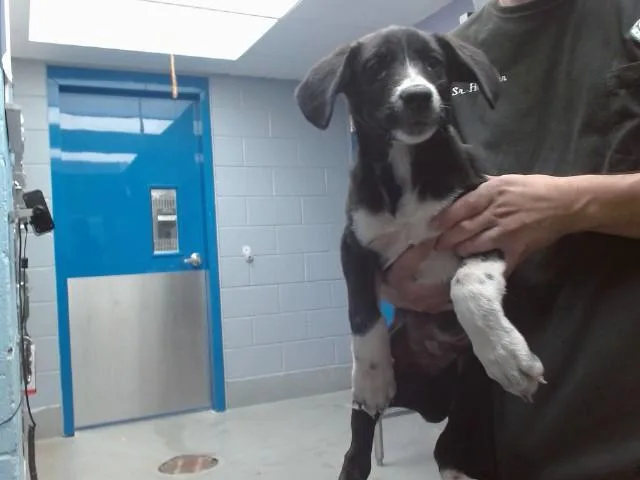 A baby small-sized male Labrador Retriever dog named Copper for adoption in Albuquerque, NM