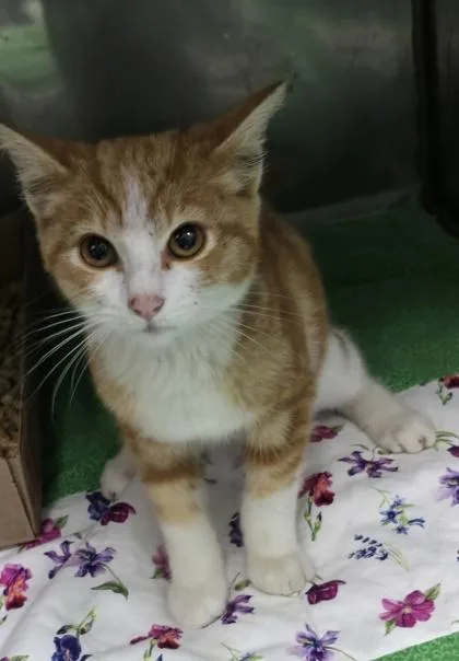 A baby medium-sized male Domestic Short Hair cat named Pua for adoption in Bedford, IN