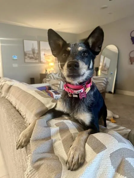 Rufus