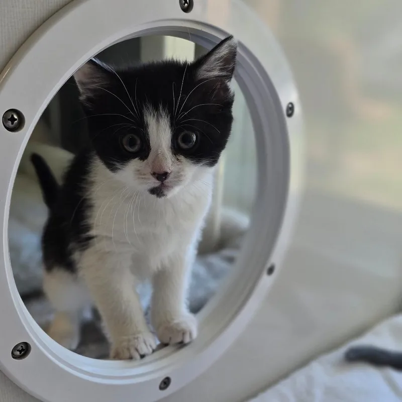 A baby small-sized female Black Domestic Short Hair cat named Ally for adoption in East Hanover, NJ