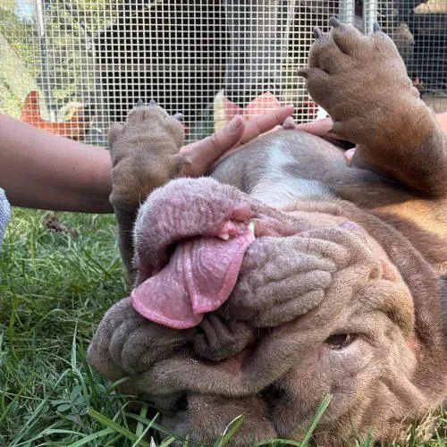 A young small-sized female English Bulldog dog named Rasputia Now Nelly for adoption in Sanford, NC
