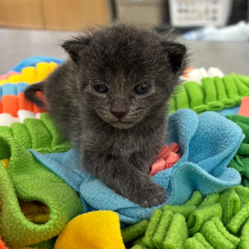 A baby small-sized male Gray / Blue / Silver Domestic Short Hair cat named Cape for adoption in West Palm Beach, FL