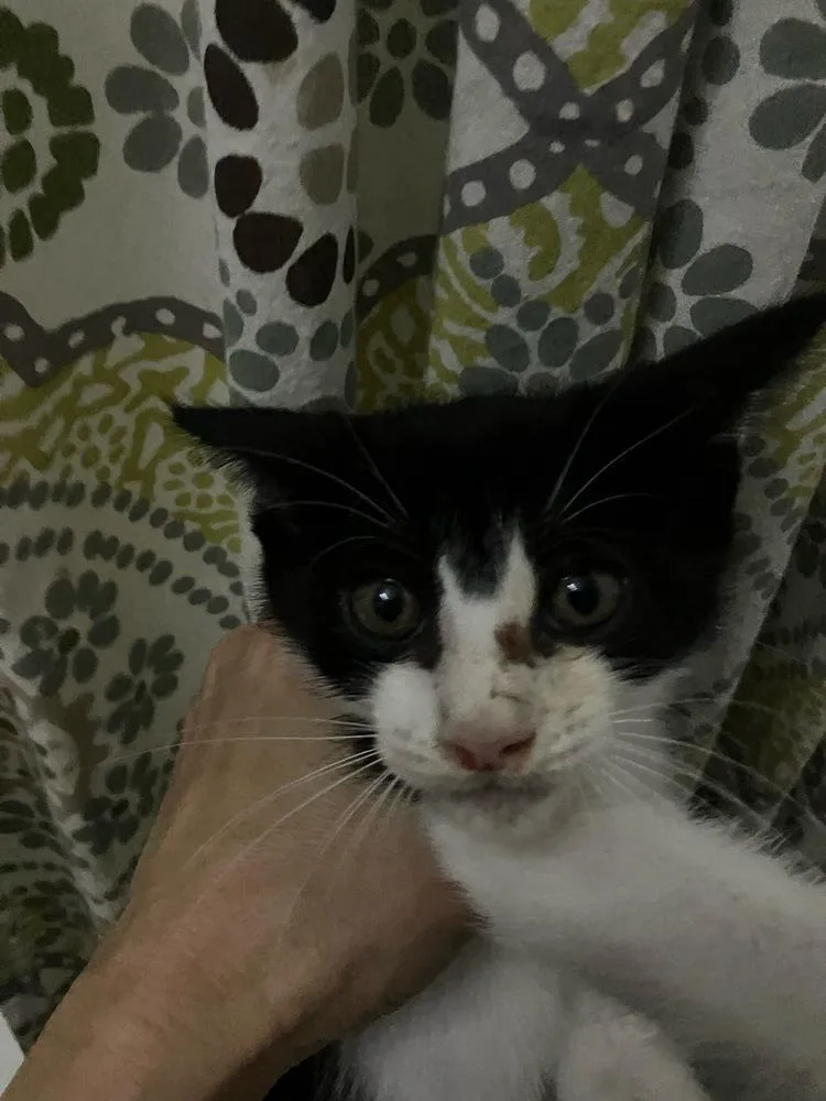 A baby small-sized male Black & White / Tuxedo Domestic Short Hair cat named Fraser for adoption in Orlando, FL