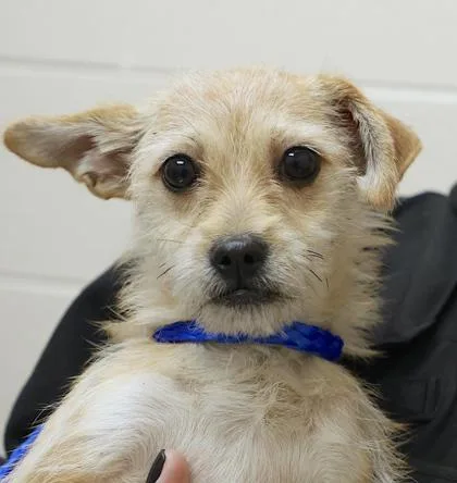 An adult small-sized female Chihuahua dog named Loco for adoption in Westland, MI