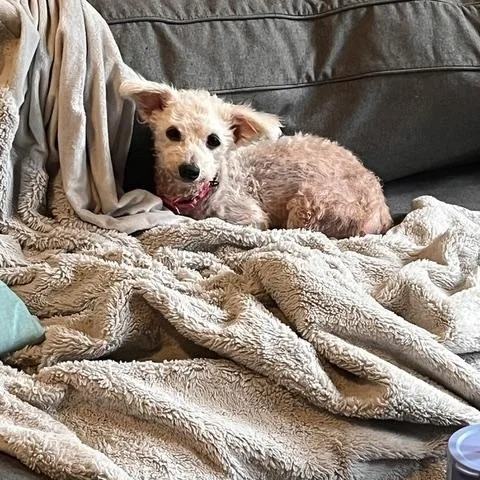 A senior small-sized female Miniature Poodle dog named Winnifred for adoption in Brooklyn, NY