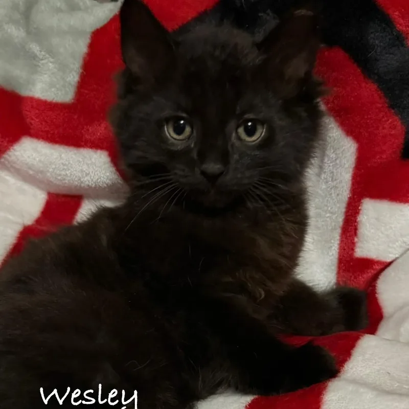 A baby small-sized male Black Domestic Short Hair cat named Wesley for adoption in Lancaster, OH