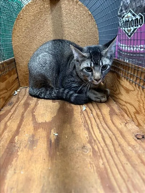 A baby medium-sized male Domestic Short Hair cat named Petal for adoption in Van Nuys, CA