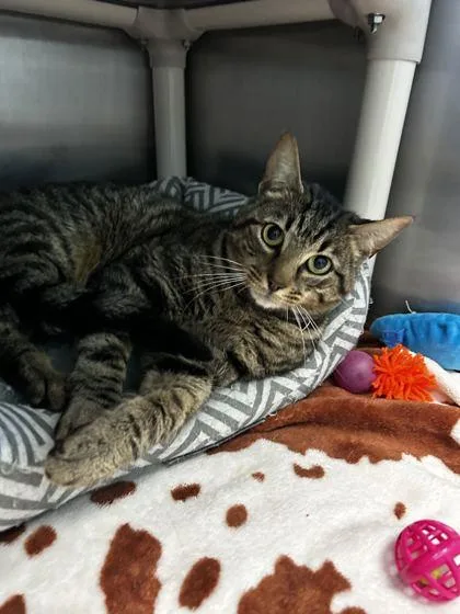 An adult small-sized male Domestic Short Hair cat named Googly Moogly for adoption in Spruce Pine, NC