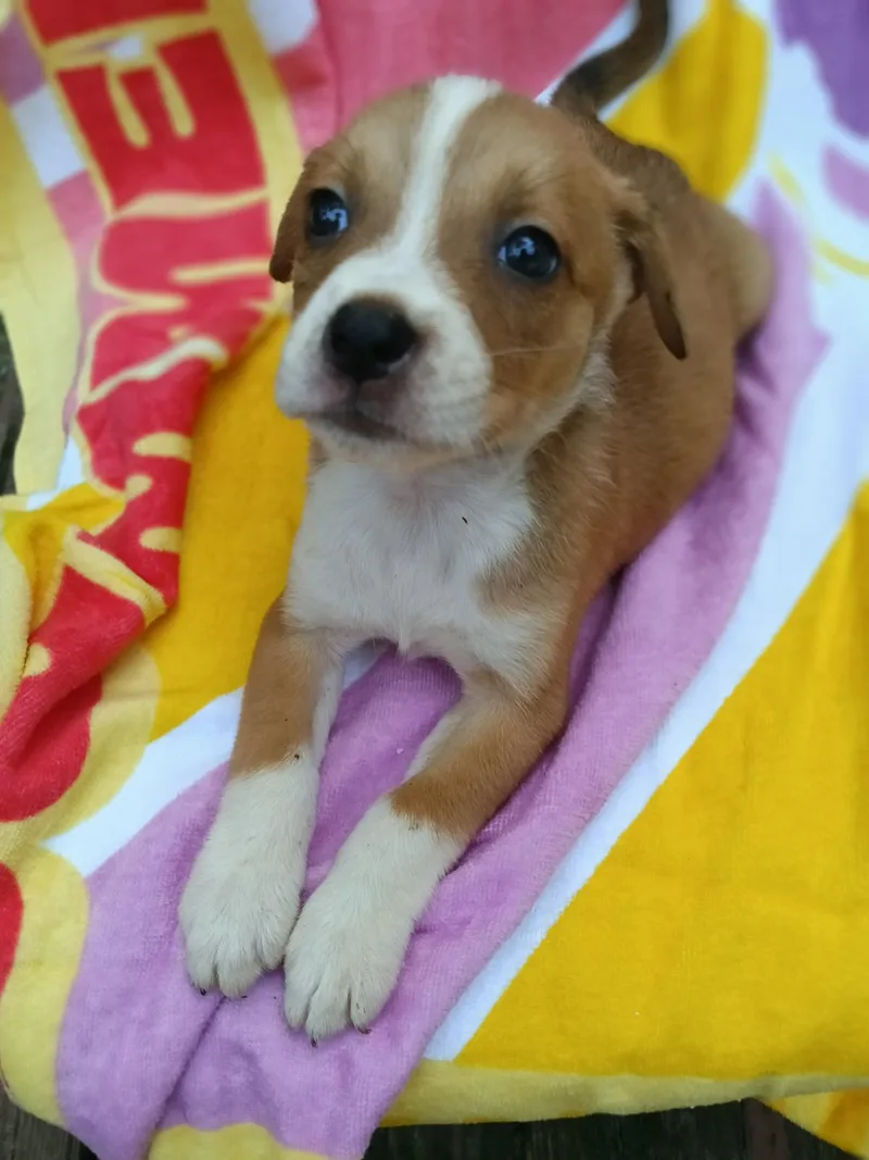 A baby medium-sized female American Staffordshire Terrier dog named Ahyeon for adoption in Saint Augustine, FL