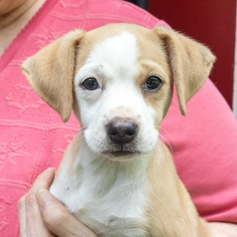 A baby medium-sized female White / Cream Labrador Retriever dog named Potato ChipAvail for adoption in West Grove, PA