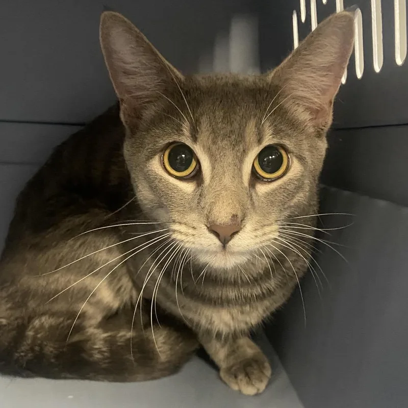A young medium-sized male Gray / Blue / Silver Domestic Short Hair cat named Po' Boy for adoption in Allentown, PA