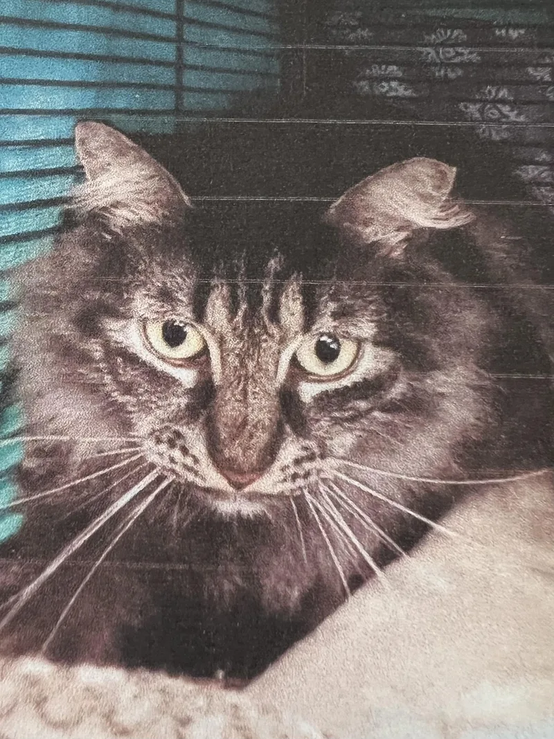 An adult small-sized female Tabby (Gray / Blue / Silver) Domestic Medium Hair cat named Puff for adoption in New Windsor, NY