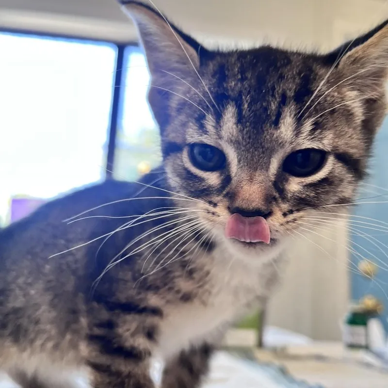 A baby small-sized female Gray / Blue / Silver Domestic Short Hair cat named Cece Houston for adoption in Denver, CO