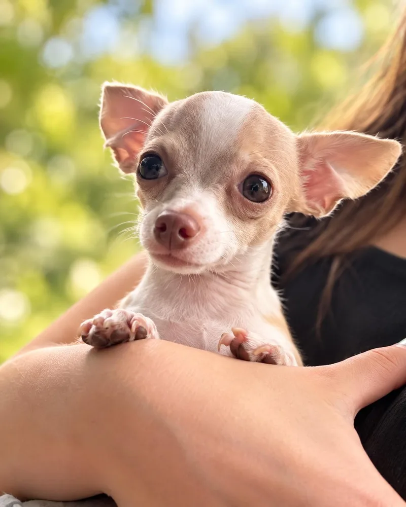 Louie thumbnail 2