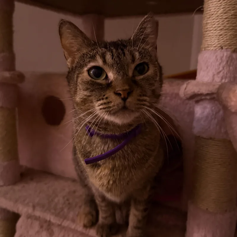 An adult large-sized female Domestic Short Hair cat named Laylani for adoption in Miami, FL