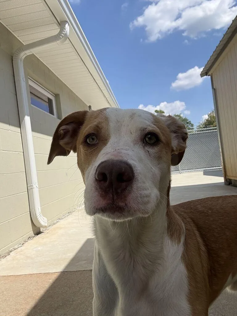 An adult medium-sized male Pit Bull Terrier dog named Sombrero for adoption in Athens, AL