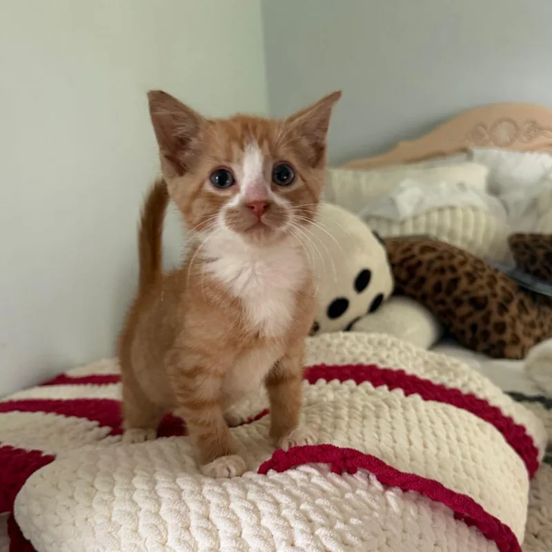 A baby small-sized male Orange / Red Domestic Short Hair cat named Charmander for adoption in Medford, NJ