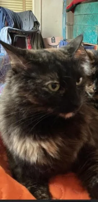 An adult small-sized female Domestic Medium Hair cat named Pudding for adoption in Atlanta, GA