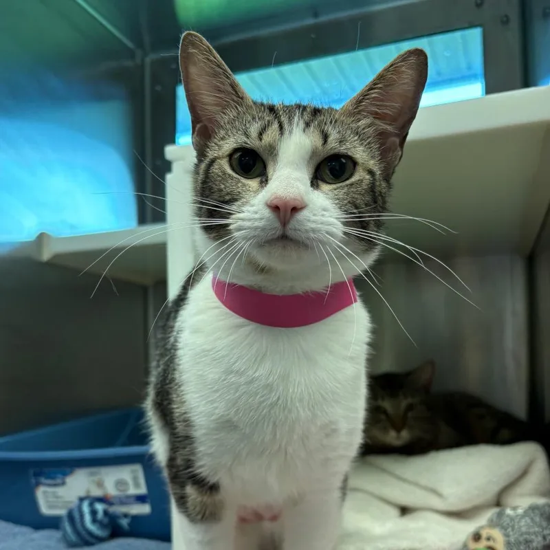 A young medium-sized female White Domestic Short Hair cat named Jazzy for adoption in Fairport, NY