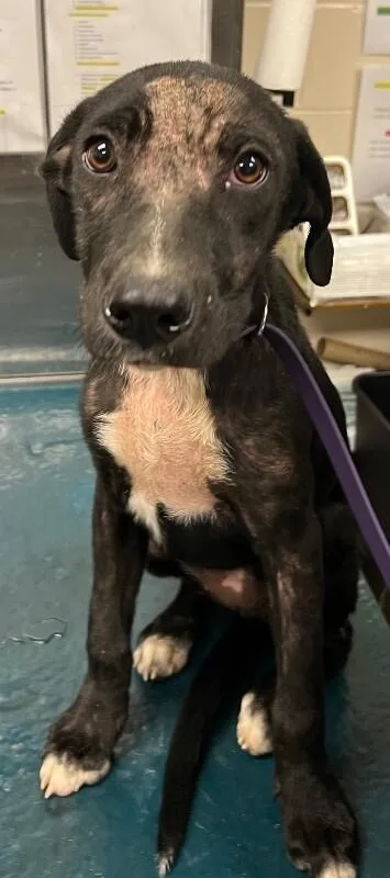 An adult medium-sized female Black Mixed Breed dog named Flora for adoption in Mobile, AL