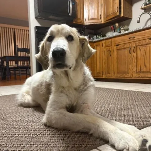 Boone