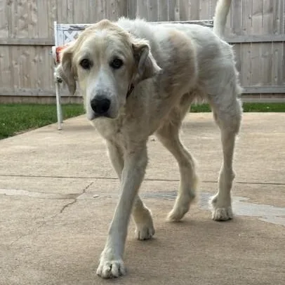 Boone thumbnail 3