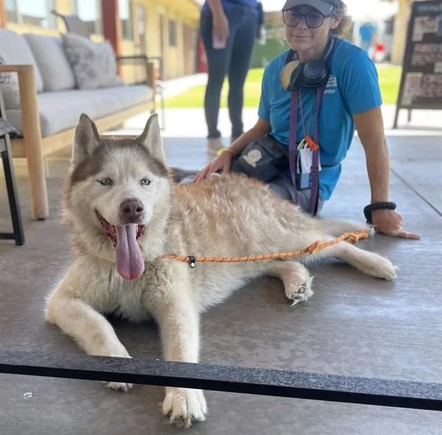 A senior large-sized male Siberian Husky dog named Archimedes for adoption in Camarillo, CA