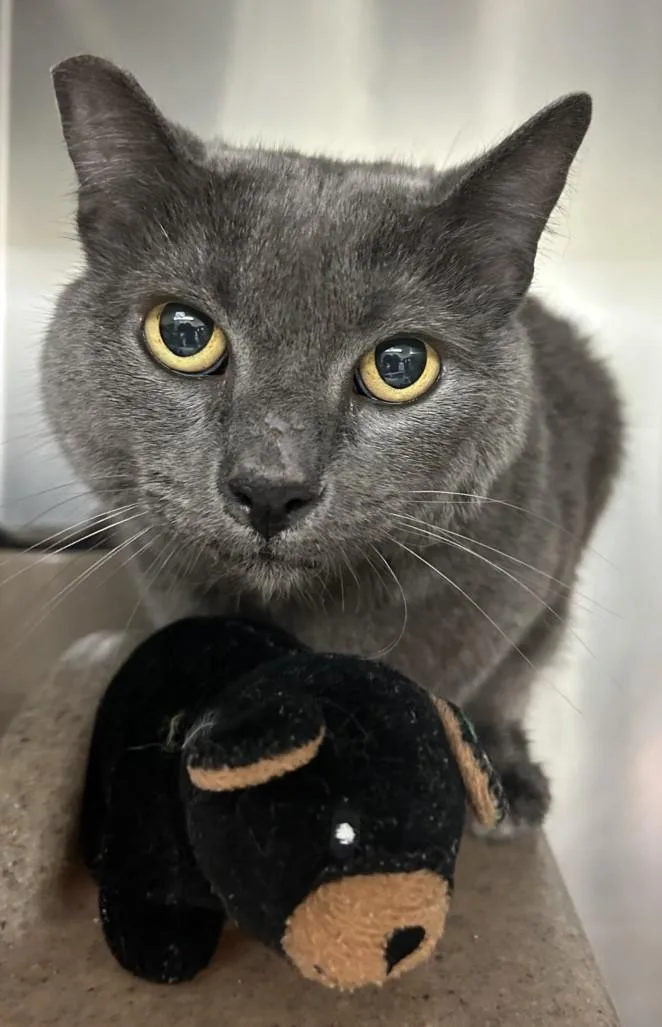 An adult medium-sized female Domestic Short Hair cat named Donna for adoption in Burbank, CA