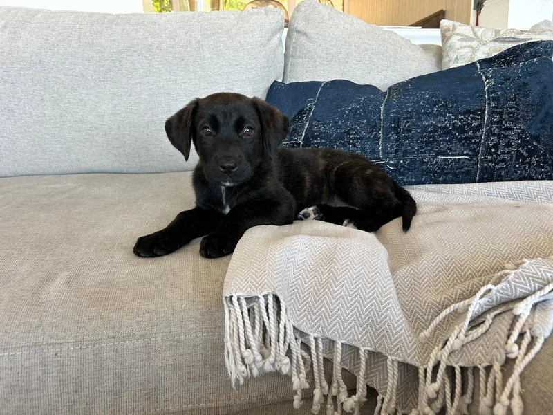 A baby large-sized female Labrador Retriever dog named Shadow for adoption in San Diego, CA