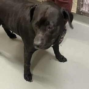 An adult large-sized female Black Mixed Breed dog named Salisbury Steak for adoption in Asheville, NC