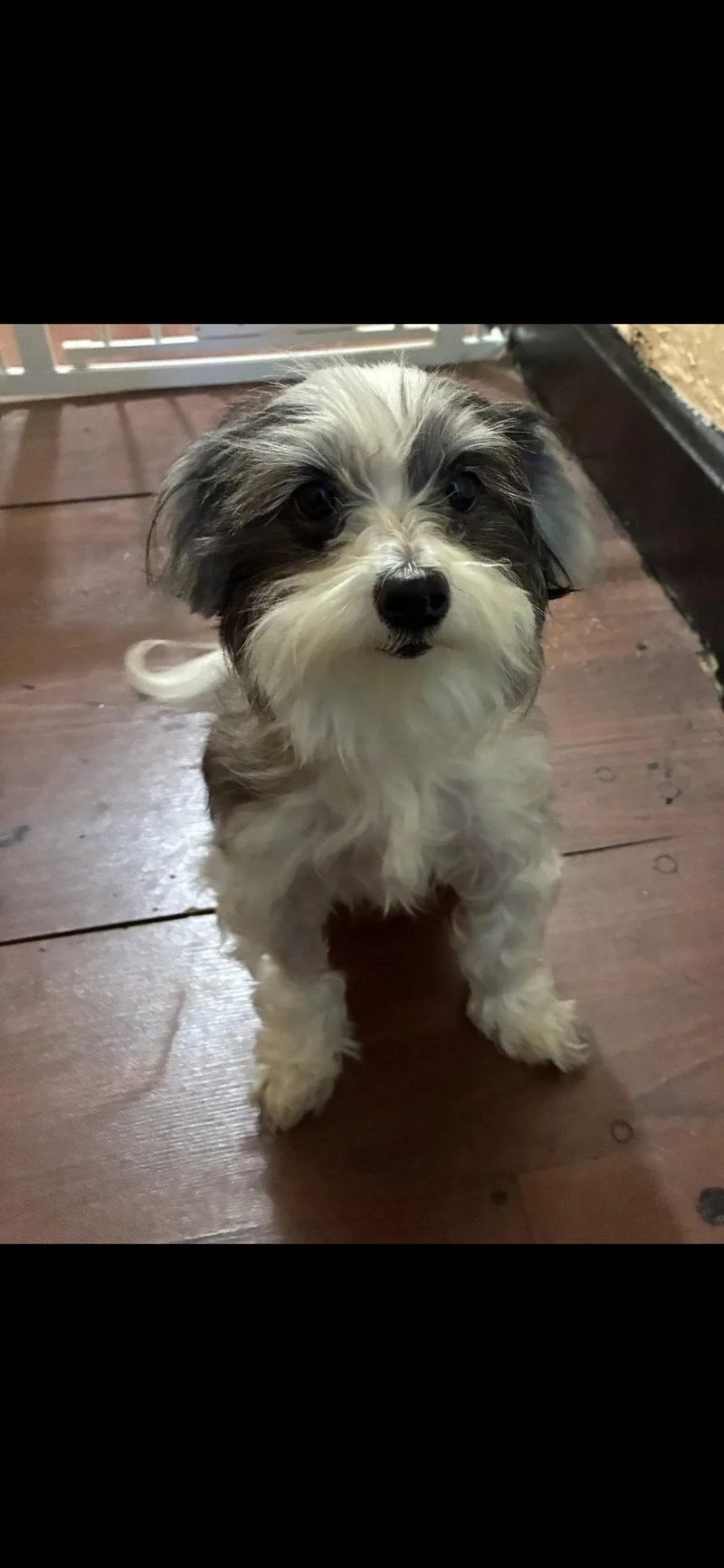 An adult small-sized female Shih Tzu dog named Rosie for adoption in Harrisburg, PA
