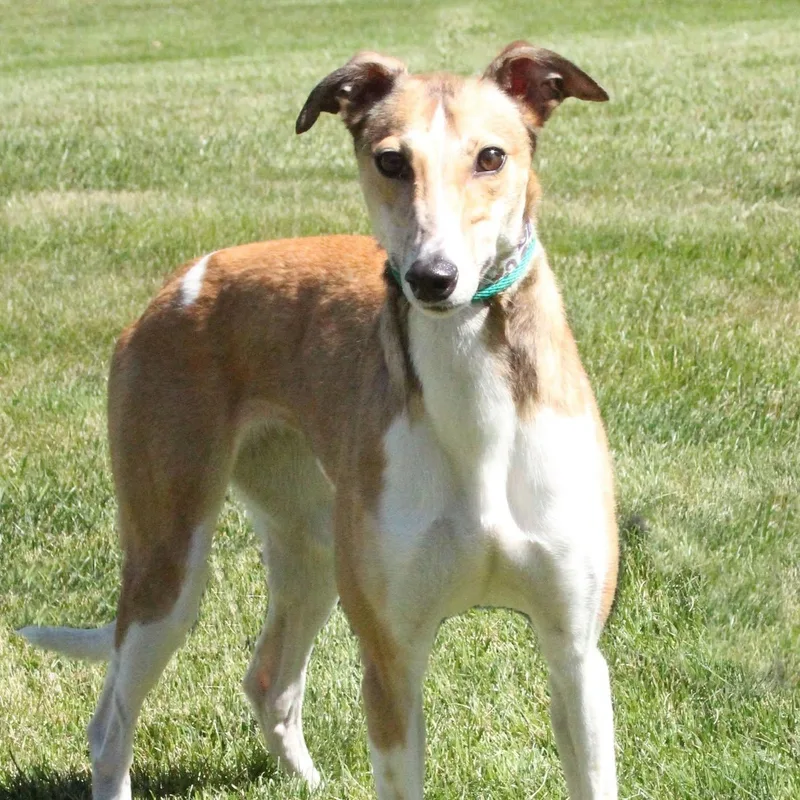 A young medium-sized female Greyhound dog named Spinner for adoption in Goshen, IN