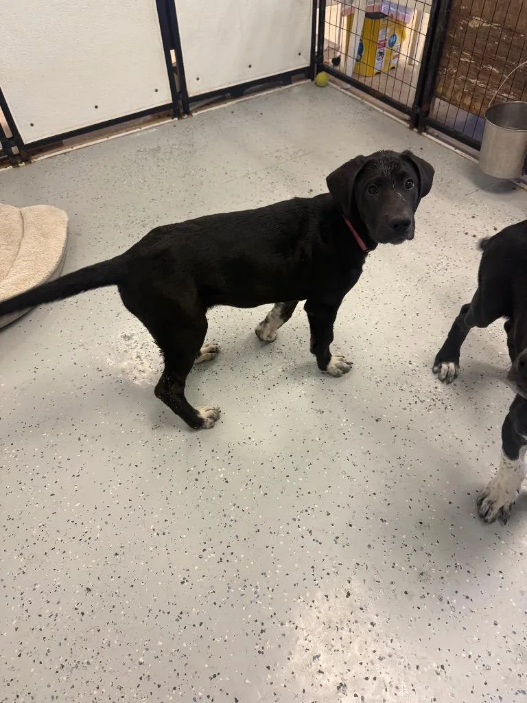 A baby medium-sized female Great Dane dog named Bailey for adoption in Heber City, UT