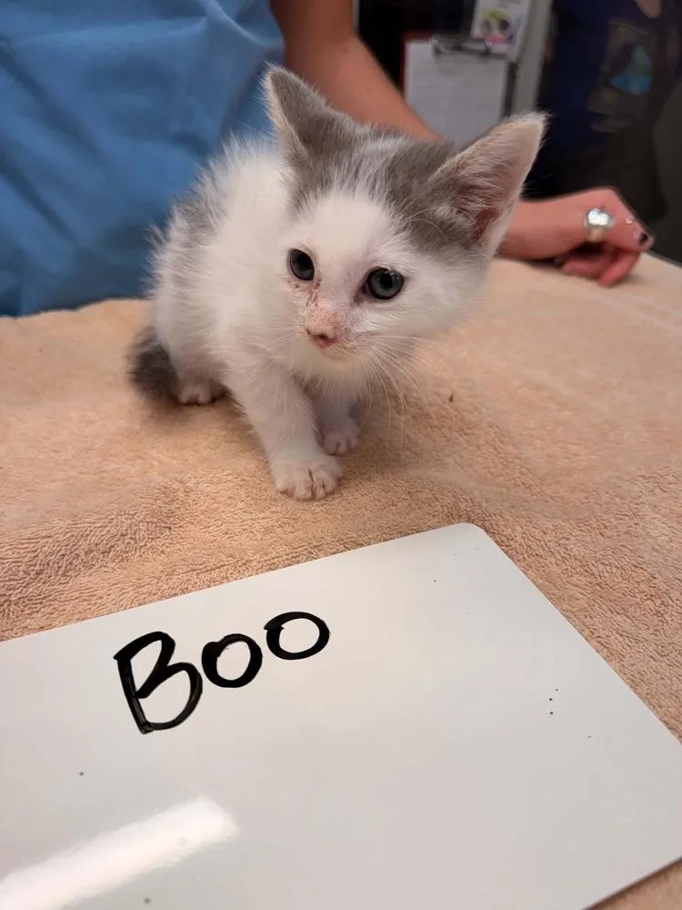 A baby small-sized male Gray & White Domestic Short Hair cat named Boo for adoption in Vancouver, WA