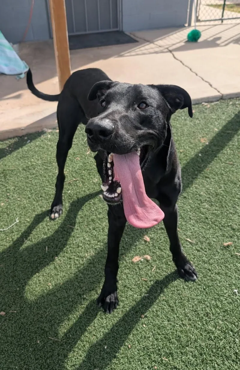 A baby large-sized male Great Dane dog named Norman for adoption in Benson, AZ