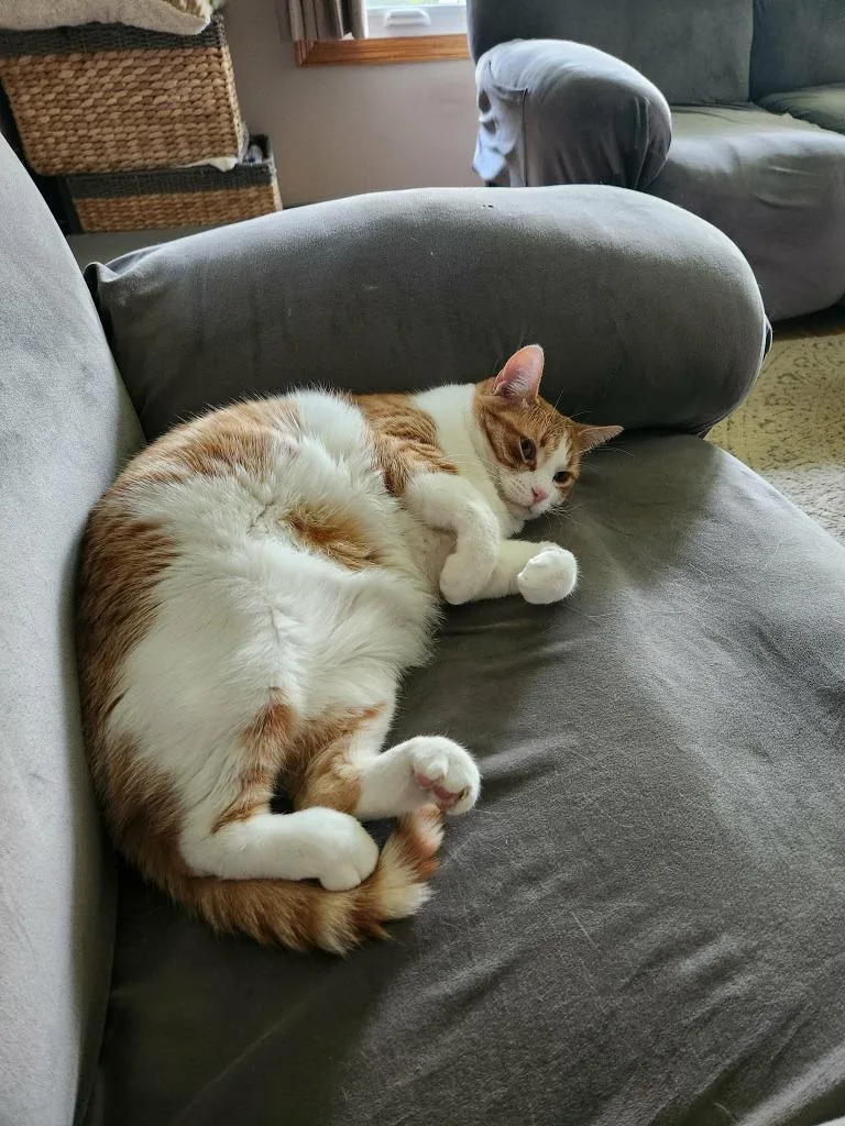 An adult large-sized male Domestic Short Hair cat named Cheeto for adoption in Shell Lake, WI