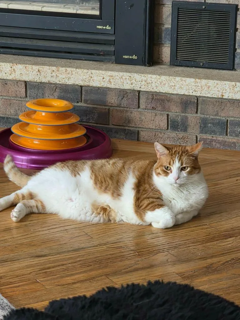 Cheeto thumbnail 2