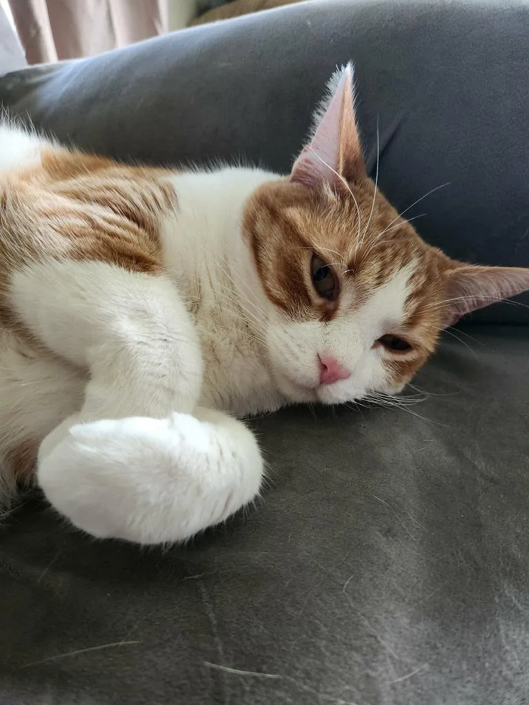 Cheeto thumbnail 3