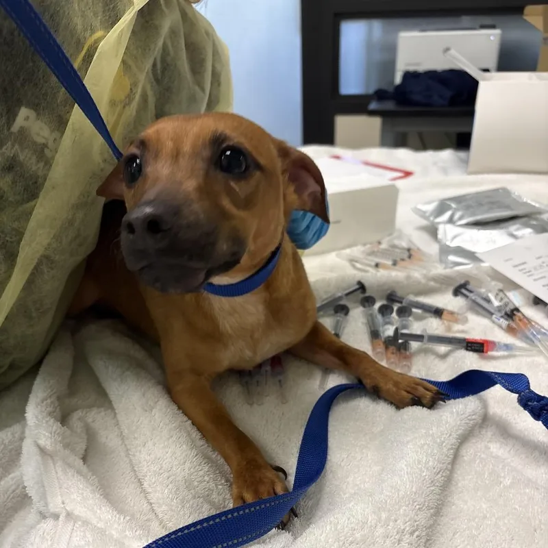 A young small-sized male Yellow / Tan / Blond / Fawn Parson Russell Terrier dog named Nibbles for adoption in West Palm Beach, FL