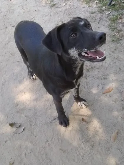 A young large-sized female Mixed Breed dog named Gamora for adoption in Covington, LA