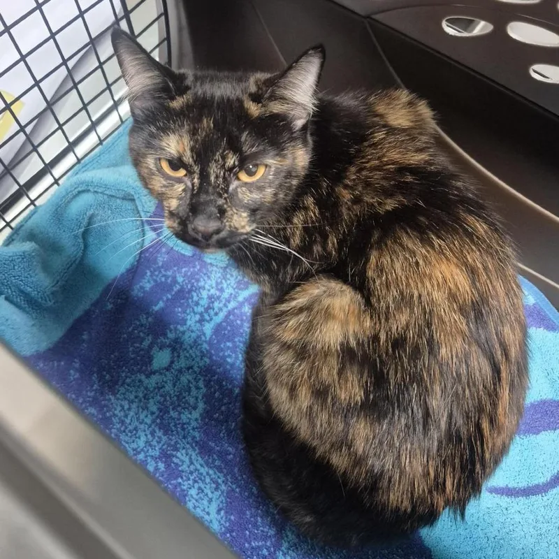 An adult medium-sized female Tortoiseshell Domestic Short Hair cat named Susan for adoption in Tacoma, WA