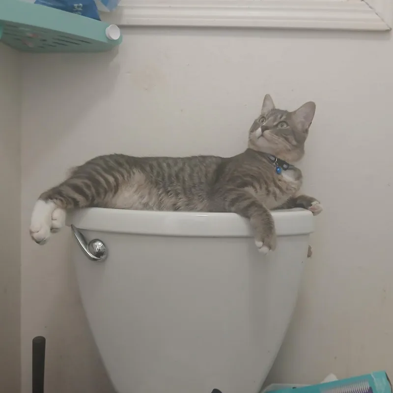A young medium-sized male Domestic Short Hair cat named Vinyl Vinny for adoption in Portland, OR