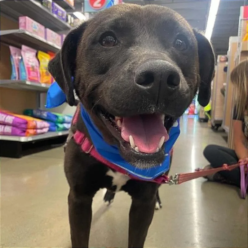 An adult large-sized female Brown / Chocolate Chocolate Labrador Retriever dog named Dove for adoption in St. Helena, CA