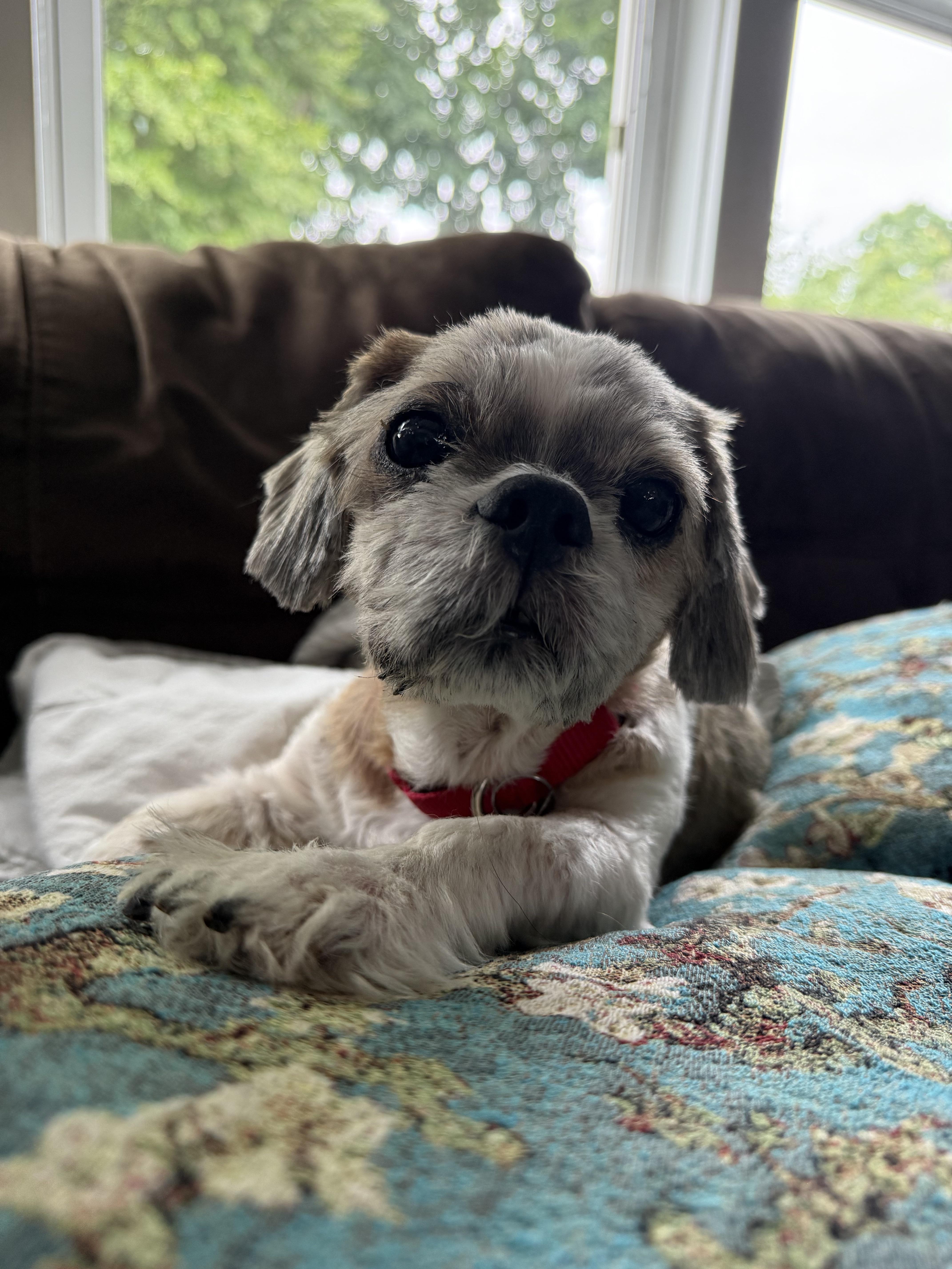A senior small-sized male Gray / Blue / Silver Shih Tzu dog named Snickers for adoption in Harrison, NY