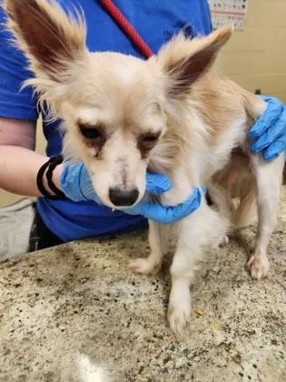 An adult small-sized male Mixed Breed dog named Rico Suave for adoption in Independence, MO
